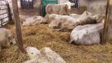 Avelstjurar Hjortaryd Charolais Avelstjurar Hjortaryd Charolais