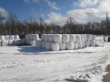 Byte ensilage mot kvigor Byte ensilage mot kvigor