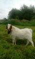 Boerbock Boerbock