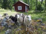 Gute, gute/åsen får Gute, gute/åsen får