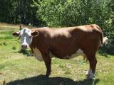 Hereford Hereford