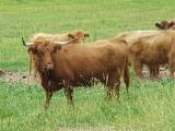 Highland cattle kor Highland cattle kor