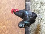 Tupp Australorpington Tupp Australorpington