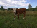 Hereford kvigor födda 2018. Hereford kvigor födda 2018.