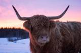 Trevliga highland cattle för avel Trevliga highland cattle för avel