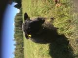 Gotlandstackor finull Gotlandstackor finull