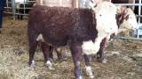 Hereford tjur stambokförd Hereford tjur stambokförd