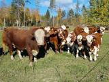Avelstjur Hereford Avelstjur Hereford