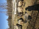 8st EU ekologiska Gotlands tackor 8st EU ekologiska Gotlands tackor