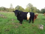 Belted galloway tjur Belted galloway tjur