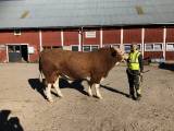 Vi har er nya avelstjur ÄNGA SIMMENTAL Vi har er nya avelstjur ÄNGA SIMMENTAL