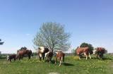 Hereford tjurar Hereford tjurar