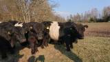 Belted Galloway Belted Galloway