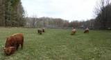 Highland Cattle, stamboksförda Highland Cattle, stamboksförda
