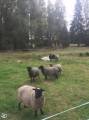 Gotlandsfår Gotlandsfår