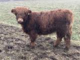 Highland Cattle kvigor