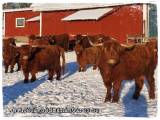 Highland Cattle Highland Cattle