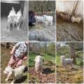 Avelsgrupp Mohair Avelsgrupp Mohair