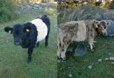 Ettåriga Belted Galloway kvigor Ettåriga Belted Galloway kvigor