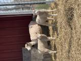 Tackor med lamm Leicester/finull Tackor med lamm Leicester/finull
