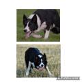 Border collie arbetshund