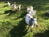 Grupp med getter och bock Grupp med getter och bock