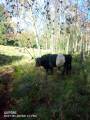 Avelstjur Belted Galloway . Hästar säljes