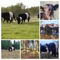 KRAV Belted Galloway ungtjur