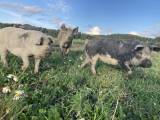 Mangalitza Linderöd Mangalitza Linderöd