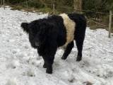 Belted Galloway tjur. Hästar säljes