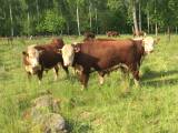 Juta hereford Juta hereford