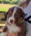 Bordercollie/Australien shepard valpar Bordercollie/Australien shepard valpar