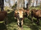 Jerseykor och kvigor Jerseykor och kvigor