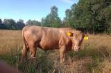 Ungtjurar charolais korsn Ungtjurar charolais korsn
