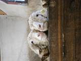 Angora getter Angora getter