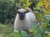 Shropshire lamm Shropshire lamm