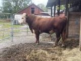 En underbar, lätthanterlig Hereford tjur med fin stamtavla En underbar, lätthanterlig Hereford tjur med fin stamtavla