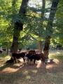 Stamboksförda avelstjurar Svartsjö Hereford 