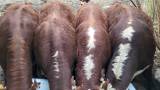 Präktiga avelstjurar Hereford Präktiga avelstjurar Hereford