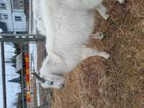 2 bockar Boer nubisk 2 bockar Boer nubisk