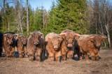 Highland Cattle tjurar Highland Cattle tjurar