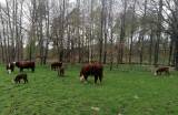 Liten Hereford avelsbesättning Liten Hereford avelsbesättning