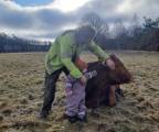 Limousin kvigor 1 år Limousin kvigor 1 år