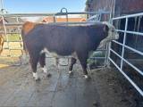 Avelstjur Hereford Avelstjur Hereford