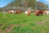 Kvigor charolaiskorsning Kvigor charolaiskorsning