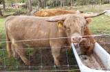Highland Cattle Highland Cattle