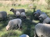 Shropshire lamm
