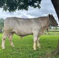 Charolais tjur -24 Charolais tjur -24