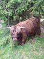 Highland Cattle tjurar Highland Cattle tjurar