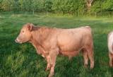 Ungtjur/polled Charolais korsning 